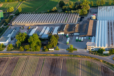 Rudolf Sinn Jungpflanzen GmbH & Co. KG à le quartier Niederlustadt in Lustadt dans le département Rhénanie-Palatinat, Allemagne d'en haut