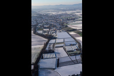 Vue aérienne de Serres et tunnels à l'est en hiver avec de la neige à le quartier Herxheim in Herxheim bei Landau dans le département Rhénanie-Palatinat, Allemagne