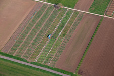 Vue aérienne de Récolte de rhubarbe à le quartier Mühlhofen in Billigheim-Ingenheim dans le département Rhénanie-Palatinat, Allemagne