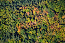 Vue aérienne de Forêt d'automne à Waldhambach dans le département Rhénanie-Palatinat, Allemagne