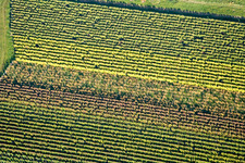Vue aérienne de Feuilles de vigne à Eschbach dans le département Rhénanie-Palatinat, Allemagne