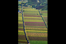 Vue aérienne de Paysage de vignoble coloré dans les feuilles d'automne des régions viticoles à Göcklingen dans le département Rhénanie-Palatinat, Allemagne
