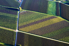 Vue aérienne de Structures en forme de rombe de chemins et de vignes avec des rangées de vignes de différentes couleurs à Göcklingen dans le département Rhénanie-Palatinat, Allemagne