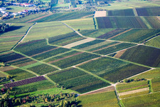 Vue aérienne de Structures sur vignes avec feuillage de différentes couleurs à le quartier Heuchelheim in Heuchelheim-Klingen dans le département Rhénanie-Palatinat, Allemagne