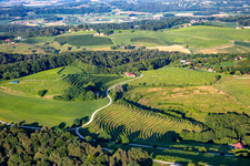 Vue aérienne de Vignobles à Klopca ljubezni Mestni vrh nad Ptujem à Ptuj dans le département Slovénie, Slovénie