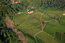 Vue oblique de Église de Župnijska cerkev sv. Marije Vnebovzete et Café Huda Liza au-dessus des vignobles du Vurberg à Duplek dans le département Slovénie, Slovénie