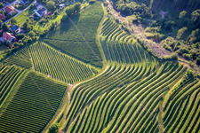 Vue aérienne de Motif des rangées de vignes du Vurberg à Duplek dans le département Slovénie, Slovénie