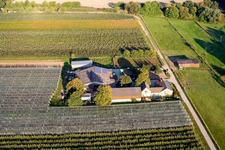Vue aérienne de Lindenhof : Ferme de fruits et d'asperges de Gensheimer à Steinweiler dans le département Rhénanie-Palatinat, Allemagne