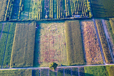 Vue aérienne de Barbecue à le quartier Mühlhofen in Billigheim-Ingenheim dans le département Rhénanie-Palatinat, Allemagne