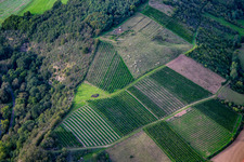 Vue aérienne de Bovins Glan entre vignes sur le Booser Au à Staudernheim dans le département Rhénanie-Palatinat, Allemagne