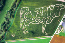 Photographie aérienne de Labyrinthe de maïs à la ferme laitière Lämmle-Hofmann à le quartier Flehingen in Oberderdingen dans le département Bade-Wurtemberg, Allemagne