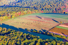 Vue aérienne de Pâturage de vaches avec arbre au bord de la forêt en automne à Reichshoffen dans le département Bas Rhin, France