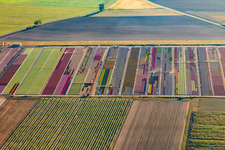 Vue aérienne de Parterres colorés de la Ferme Brandt Arbogast Morsbronn à Durrenbach dans le département Bas Rhin, France