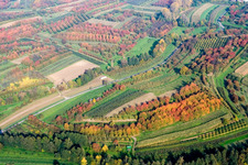 Vue aérienne de Rangées d'arbres dans les feuilles d'automne d'un verger de pruniers à Renchen dans le département Bade-Wurtemberg, Allemagne