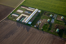 Vue aérienne de Légumes, pousses et poulets biologiques à Steinweiler dans le département Rhénanie-Palatinat, Allemagne