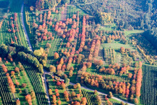 Vue aérienne de Vergers de pruniers aux feuilles d'automne à le quartier Mösbach in Achern dans le département Bade-Wurtemberg, Allemagne