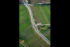 Vue aérienne de Kalmithöhenstrasse avec arbres en fleurs au printemps à Maikammer dans le département Rhénanie-Palatinat, Allemagne