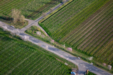 Vue aérienne de Amandiers en fleurs sur la Villastrasse à Edenkoben dans le département Rhénanie-Palatinat, Allemagne