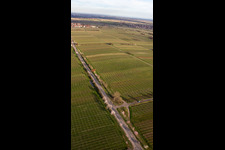 Vue aérienne de Mile des Amandes et route des vins sur Villastr à Edenkoben dans le département Rhénanie-Palatinat, Allemagne