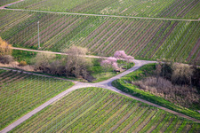 Photographie aérienne de Amandiers en fleurs sur Theresienstr à le quartier Rhodt in Rhodt unter Rietburg dans le département Rhénanie-Palatinat, Allemagne