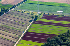 Vue aérienne de Pylône à haute tension entre des champs avec des cultures de laitue colorées à le quartier Niederlustadt in Lustadt dans le département Rhénanie-Palatinat, Allemagne