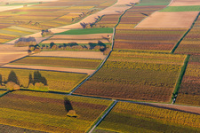 Vue oblique de Vignobles du sud de la Wienstraße dans les feuilles d'automne à le quartier Ingenheim in Billigheim-Ingenheim dans le département Rhénanie-Palatinat, Allemagne