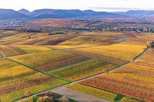 Vignobles du sud de la Wienstraße dans les feuilles d'automne à le quartier Ingenheim in Billigheim-Ingenheim dans le département Rhénanie-Palatinat, Allemagne vue du ciel