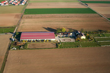 Vue aérienne de Cour à poulains à Steinweiler dans le département Rhénanie-Palatinat, Allemagne