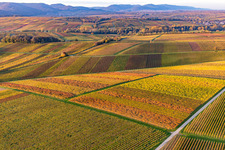 Photographie aérienne de Vignobles du sud de la Wienstraße dans les feuilles d'automne à le quartier Klingen in Heuchelheim-Klingen dans le département Rhénanie-Palatinat, Allemagne