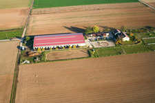 Vue aérienne de Cour à poulains à Steinweiler dans le département Rhénanie-Palatinat, Allemagne