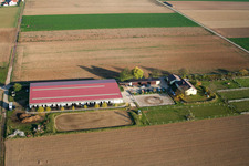 Photographie aérienne de Cour à poulains à Steinweiler dans le département Rhénanie-Palatinat, Allemagne