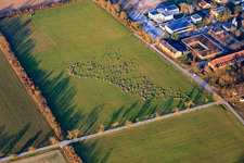 Vue aérienne de Troupeau de moutons au château Stutensee à le quartier Friedrichstal in Stutensee dans le département Bade-Wurtemberg, Allemagne