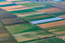 Vue aérienne de Plantation Eier-Meyer à le quartier Mühlhofen in Billigheim-Ingenheim dans le département Rhénanie-Palatinat, Allemagne