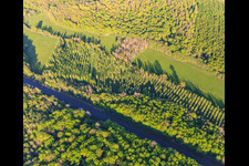 Vue aérienne de Peuplierraie dans une clairière sur le canal des houllères de la Sarre à Vibersviller dans le département Moselle, France