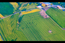 Vue aérienne de Troupeau de bovins dans un pâturage vert le soir à Bissert dans le département Bas Rhin, France