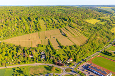 Vue aérienne de Vignobles avec le vignoble Weikersheimer Schmecker à Weikersheim dans le département Bade-Wurtemberg, Allemagne