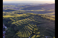 Vue aérienne de Vignobles en terrasses dans le sud du Kaiserstuhl à le quartier Wasenweiler in Ihringen dans le département Bade-Wurtemberg, Allemagne