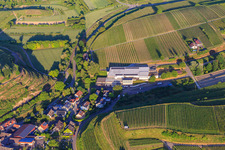 Vue aérienne de Jechtinger Weinmanufaktur eG à le quartier Jechtingen in Sasbach am Kaiserstuhl dans le département Bade-Wurtemberg, Allemagne