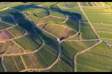 Vue aérienne de Chapelle Eichert au milieu des vignes à le quartier Jechtingen in Sasbach am Kaiserstuhl dans le département Bade-Wurtemberg, Allemagne