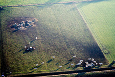 Vue aérienne de Structures en herbe d'un pâturage avec un troupeau de bovins dans le district de Schaidt à Wörth am Rhein à Freckenfeld dans le département Rhénanie-Palatinat, Allemagne