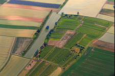 Vue aérienne de Wingertsheisel dans un petit vignoble à le quartier Ottersheim in Ottersheim bei Landau dans le département Rhénanie-Palatinat, Allemagne