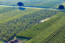 Vue aérienne de Brouillard de pulvérisation de pesticides dans le vignoble à le quartier Ingenheim in Billigheim-Ingenheim dans le département Rhénanie-Palatinat, Allemagne