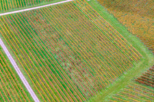 Vue aérienne de Motif de rangées de vignes à Barbelroth dans le département Rhénanie-Palatinat, Allemagne