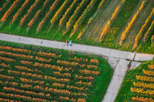 Vue aérienne de Des promeneurs dans les vignes à Dierbach dans le département Rhénanie-Palatinat, Allemagne