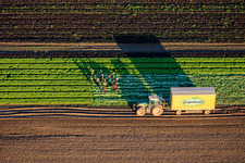 Vue aérienne de Des ouvriers agricoles et un tracteur récoltent de la laitue dans un champ de légumes appartenant à Grafenländer Gemüse. à Schwegenheim dans le département Rhénanie-Palatinat, Allemagne