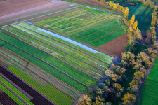 Vue aérienne de Champs de légumes et d'oignons au bord du ruisseau Kaltenbach à Freisbach dans le département Rhénanie-Palatinat, Allemagne