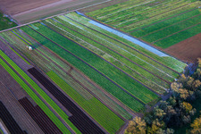 Vue aérienne de Champs de légumes et d'oignons au bord du ruisseau Kaltenbach à Freisbach dans le département Rhénanie-Palatinat, Allemagne