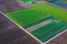 Vue aérienne de Champs de légumes et d'oignons près du terrain de sport à Freisbach dans le département Rhénanie-Palatinat, Allemagne
