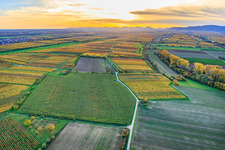 Vue aérienne de Vignobles aux couleurs automnales chatoyantes sous la lumière du soir, entre Lingenfelder Graben et Hainbach à le quartier Niederhochstadt in Hochstadt dans le département Rhénanie-Palatinat, Allemagne