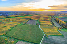 Vue aérienne de Vignobles aux couleurs automnales chatoyantes sous la lumière du soir, entre Lingenfelder Graben et Hainbach à le quartier Niederhochstadt in Hochstadt dans le département Rhénanie-Palatinat, Allemagne